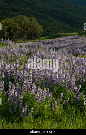 USA, California. Lupine blooming on the hillside along Bald Hills Road Stock Photo