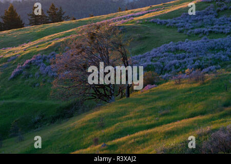 USA, California. Budding oak and blooming lupine on the hillside along Bald Hills Road Stock Photo