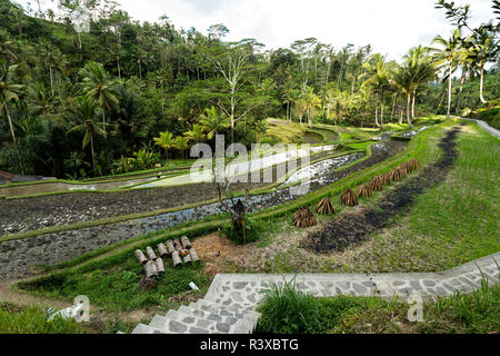 Rice terraced paddy fields in Gunung Kawi Stock Photo