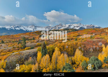 San Juan Mountains from the Dallas Divide morning light on fall colored Oak and Aspen, Colorado. Stock Photo