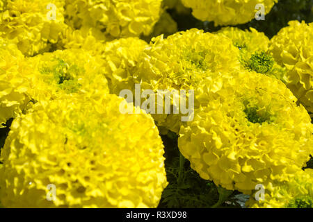 flowers flower field field agriculture Mexico Central America Latin