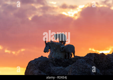 Mountain Goat Nanny and Kids at sunset Stock Photo - Alamy