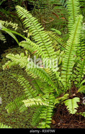 Fern in swamp, Six Mile Cypress Slough Preserve, Fort Myers, Florida. Stock Photo