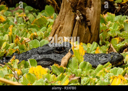 Alligator in water lettuce, Audubon Corkscrew Swamp Sanctuary, Florida, Alligator Stock Photo