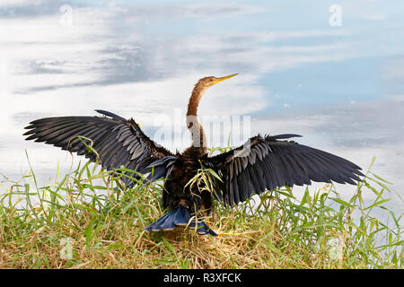 Female Anhinga at Circle B Bar Reserve Environmental Nature Center ...