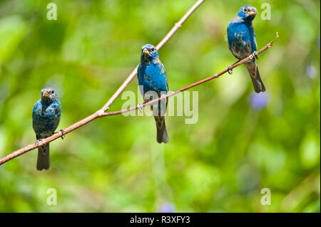 USA, Florida, Immokalee, Indigo Buntings, Three males perched on branch Stock Photo