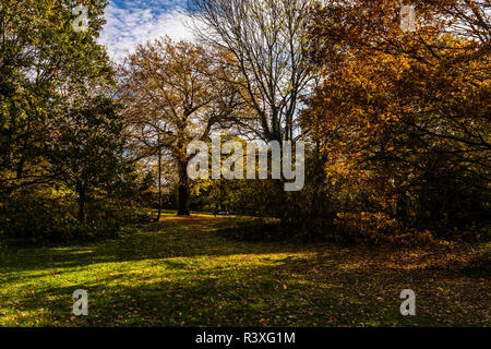 Autumn morning in the woods at Alexandra Palace, London, UK Stock Photo