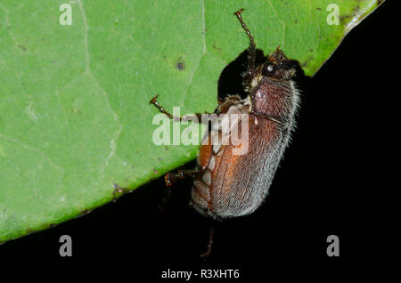 May Beetle, Phyllophaga sp., feeding on Eastern Redbud, Cercis canadensis, at night Stock Photo