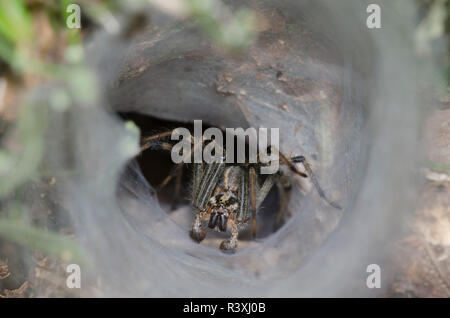 Funnelweb Spider, Family Agelenidae, male sitting in web Stock Photo