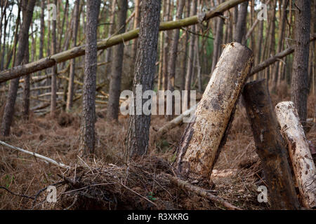 A middle european forest after a storm with some fallen trees. Stock Photo