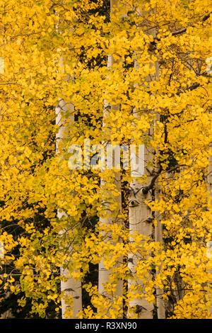 Stand of aspen trees and trunks in fall color, Uncompahgre National Forest, Sneffels Range, Sneffels Wilderness Area, Colorado Stock Photo