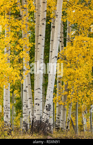 Stand of aspen trees and trunks in fall color, Uncompahgre National Forest, Sneffels Range, Sneffels Wilderness Area, Colorado Stock Photo