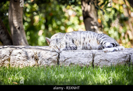 Portrait of cute domestic kitten posing outdoors Stock Photo