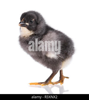 Cute little black chicken isolated on white Stock Photo