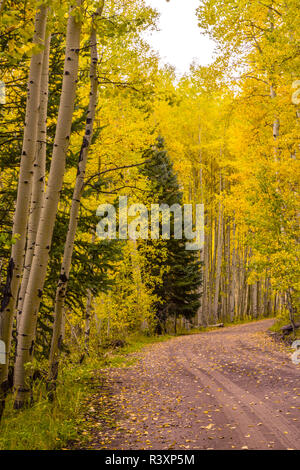 USA, Colorado, Gunnison National Forest. Road through forest. Stock Photo