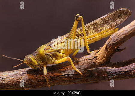 macro shot of a desert locust schistocerca gregaria Stock Photo