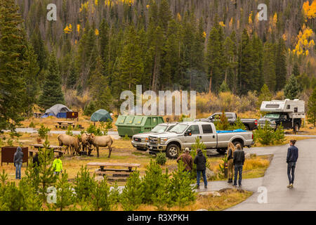 USA, Colorado, Rocky Mountain National Park. People watch elk feeding in campground. Stock Photo