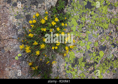 USA, Colorado, White River National Forest, Lichen on rock, Dwarf Golden Aster, Heterotheca pumila