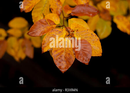 yellow autumn leaves on black background Stock Photo