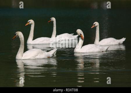 Swans on a lake Stock Photo