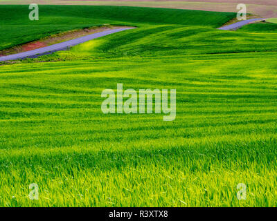 USA, Idaho, Palouse, Rolling Green Hills of Spring Wheat With Road running through Stock Photo