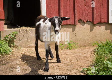 Galena, Illinois, USA. Alpine goat standing in front of a red barn. (PR) Stock Photo