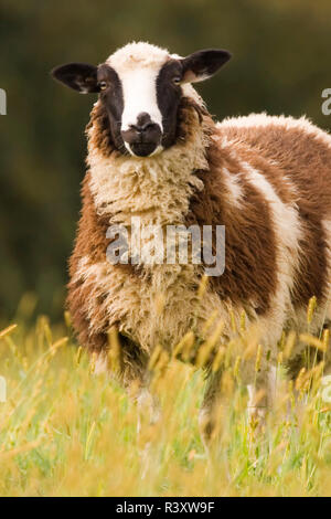 Galena, Illinois, USA. Dorset sheep in a pasture. Stock Photo