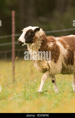 Galena, Illinois, USA. Dorset sheep walking in a pasture. Stock Photo