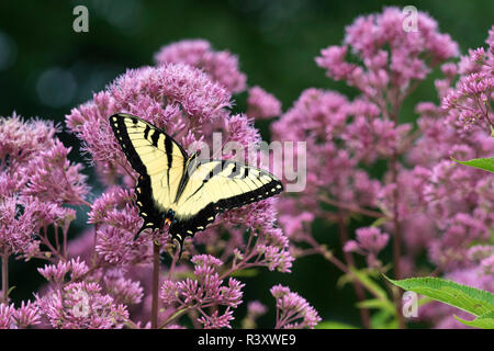 Eastern Tiger Swallowtail (Papilio glaucaus) on Joe Pye Weed (Eutrochium purpureum) Marion County, Illinois Stock Photo