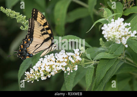 Eastern Tiger Swallowtail (Papilio glaucaus) on Butterfly Bush (Buddleja Davidii) Marion County, Illinois Stock Photo