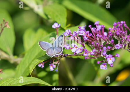 Eastern Tailed-Blue (Everes Comyntas) on Butterfly Bush (Buddleja Davidii) Marion County, Illinois Stock Photo