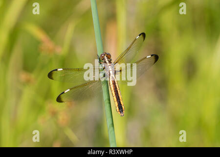 Spangled Skimmer (Libellula Cyanea) female in wetland Washington County, Missouri Stock Photo