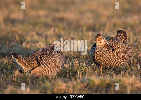 Greater Prairie-Chickens (Tympanuchus Cupido) males displaying  on lek Prairie Ridge State Natural Area, Marion County, Illinois Stock Photo