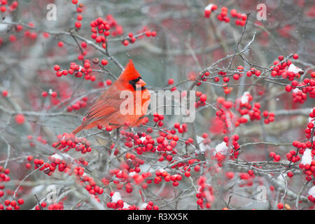 Northern Cardinal (Cardinalis cardinalis) male in Winterberry bush (Ilex verticillata), Marion County, Illinois Stock Photo