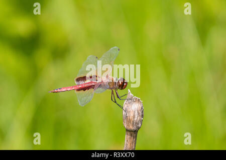 Red Saddlebags (Tramea onusta) male, Marion County, Illinois Stock Photo