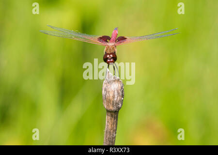 Red Saddlebags (Tramea onusta) male, Marion County, Illinois Stock Photo