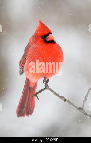 Male northern cardinal in snow, Kentucky Stock Photo
