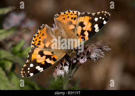 a butterfly of the kind painted lady is sitting on a blossom Stock Photo
