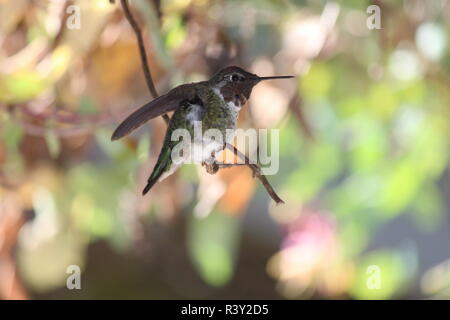 Ein Kolibrie auf einem Ast, Nahaufnahme
