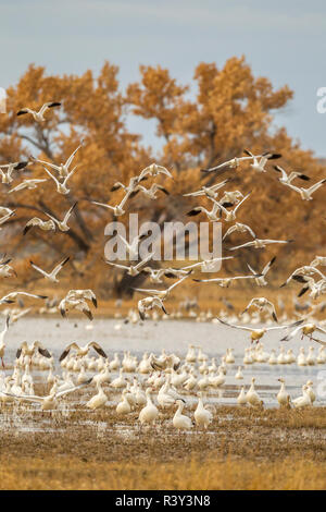 USA, New Mexico, Bosque Del Apache National Wildlife Refuge. Birds taking off from flock. Stock Photo