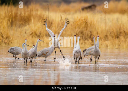 USA, New Mexico, Bosque del Apache National Wildlife Refuge. Sandhill crane takes flight from water. Stock Photo
