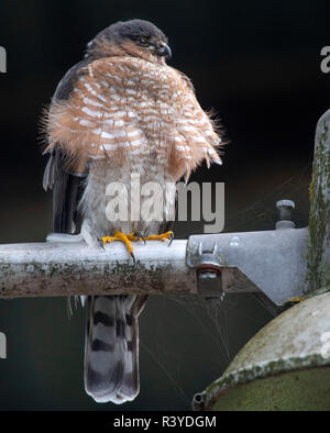 Elkton, OREGON, USA. 24th Nov, 2018. A sharp-shinned hawk perches on a flood light fixture attached to barn on a farm near Elkton, in rural western Oregon. Sharp-shinned hawks have short wings and long tails that help them maneuver through trees in pursuit of their prey which consists mainly of songbirds. Credit: Robin Loznak/ZUMA Wire/Alamy Live News Stock Photo