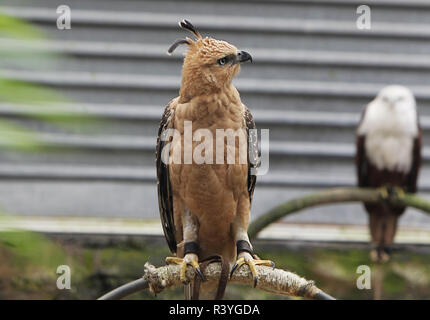 Javanese eagle (Nisaetus bartelsi) is seen in a cage at the Taman ...