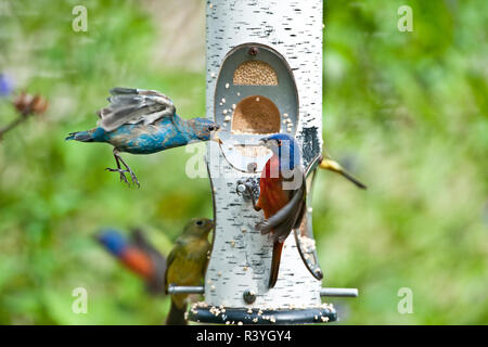 USA, Florida, Immokalee, Indigo Bunting, male molting and male painted bunting fighting at feeder Stock Photo