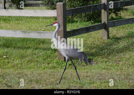 USA, Florida, Venice, Audubon Rookery, Sandhill Crane Stock Photo