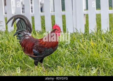 Cubalaya Gypsy Rooster in Key West, Florida, USA Stock Photo