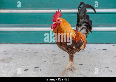 Cubalaya Gypsy Rooster in Key West, Florida, USA Stock Photo