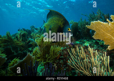 A French Angelfish, Pomacanthus paru, swimming above the coral reef at Looe Key, Florida Stock Photo