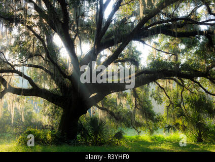 Beautiful Southern Live Oak tree, Quercus Virginiana, Central Florida Stock Photo