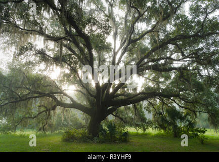 Beautiful Southern Live Oak tree, Quercus Virginiana, Central Florida Stock Photo